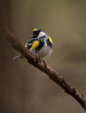 Yellow Rumped Warblers