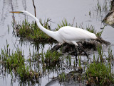 Egrets Along Black Dog Road_2.jpg