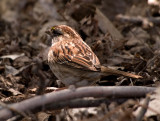 Sparrow w other lens_1.jpg