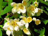 Flowers 059.JPG