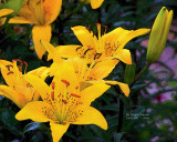 Flowers 090.JPG