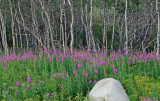 Fireweed in Aspen