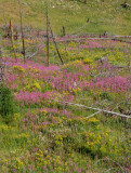 Fireweed Valley