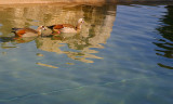 Ducks on a Pond