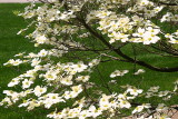 ... a Dogwood tree ...