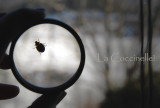 Jadore les Coccinelles
