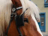 Les chevaux aussi...