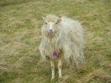 sheep, Leirvik (FI)