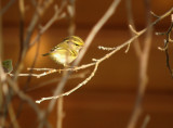 Pallas boszanger / Pallas Leaf Warbler