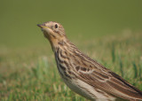 Roodkeelpieper / Red-throated Pipit