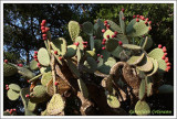 Opuntia engelmannii