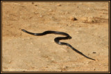 Couleuvre /  Hierophis viridiflavus