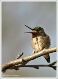 Colibri  gorge rubis (m) / Archilochus colubris