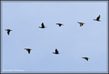 Cormoran  aigrettes / Phalacrocorax auritus