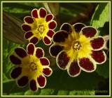 Primevre / Primula eliator