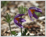 Anmone Pulsatille / Pulsatilla vulgaris