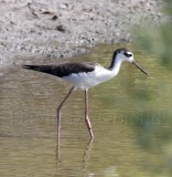 Black-necked Stilt - juvenile_5481.jpg