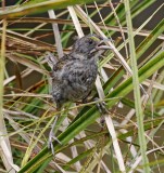 Seaside Sparrow - worn adult_5793.jpg