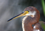 Tricolored Heron - juvenile_6279.jpg