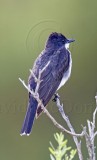 Eastern Kingbird_6349.jpg