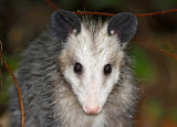 Virginia Opossum_6598.jpg