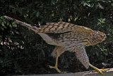 Coopers Hawk - juvenile_6896.jpg