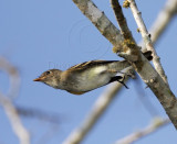 Empid 3_6960.jpg