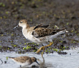 Ruff_7309.jpg
