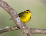 Wilsons Warbler - male_5245.jpg