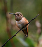 Allens Hummingbird - juvenile male_0514.jpg