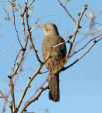 Bendires Thrasher_6347.jpg