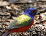 Painted Bunting - breeding male_8004.jpg