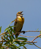 Dickcissel - male_2790.jpg