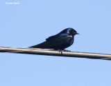 Purple Martin male_2622.jpg