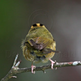 Worm-eating Warbler_8110.jpg