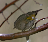 Virginias Warbler - female_0194.jpg