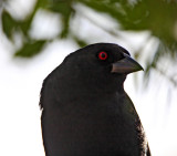 Bronzed Cowbird - detail_8698.jpg