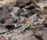 Greater Earless Lizard - male_0027.jpg
