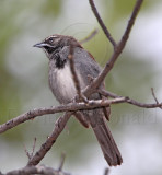 Five-striped Sparrow_2085.jpg