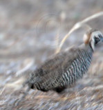 Montezuma Quail_2092.jpg