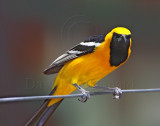 Hooded Oriole - male_1896.jpg