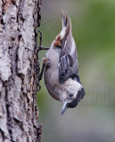 White-breasted Nuthatch_1352.jpg