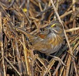 Seaside Sparrow - adult_6043.jpg