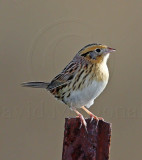 Le Contes Sparrow_6365.jpg