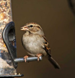 Chipping Sparrow - 1st winter_5213.jpg
