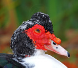 Muscovy Duck - domestic_7049.jpg