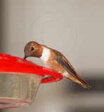 Rufous Hummingbird - male_7232.jpg