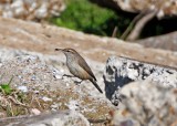Rock Wren_7304.jpg