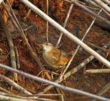 Marsh Wren_0268.jpg