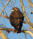 White-tailed Hawk - juvenile_0530.jpg